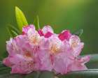 USA-Washington State-Seabeck Pacific Rhododendron flowers close-up Art Print